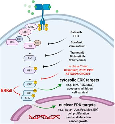 Two Targets, One Hit: new Anticancer Therapeutics to Prevent Tumorigenesis Without Cardiotoxicity